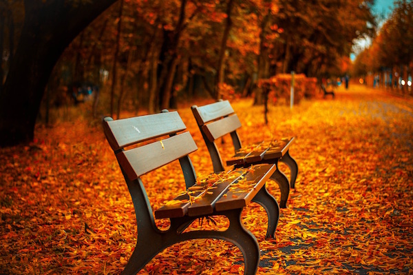 Bench forest trees path