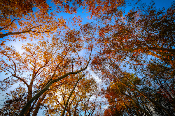 Falltrees