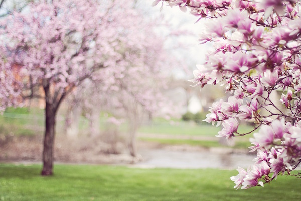 Spring magnolias 2